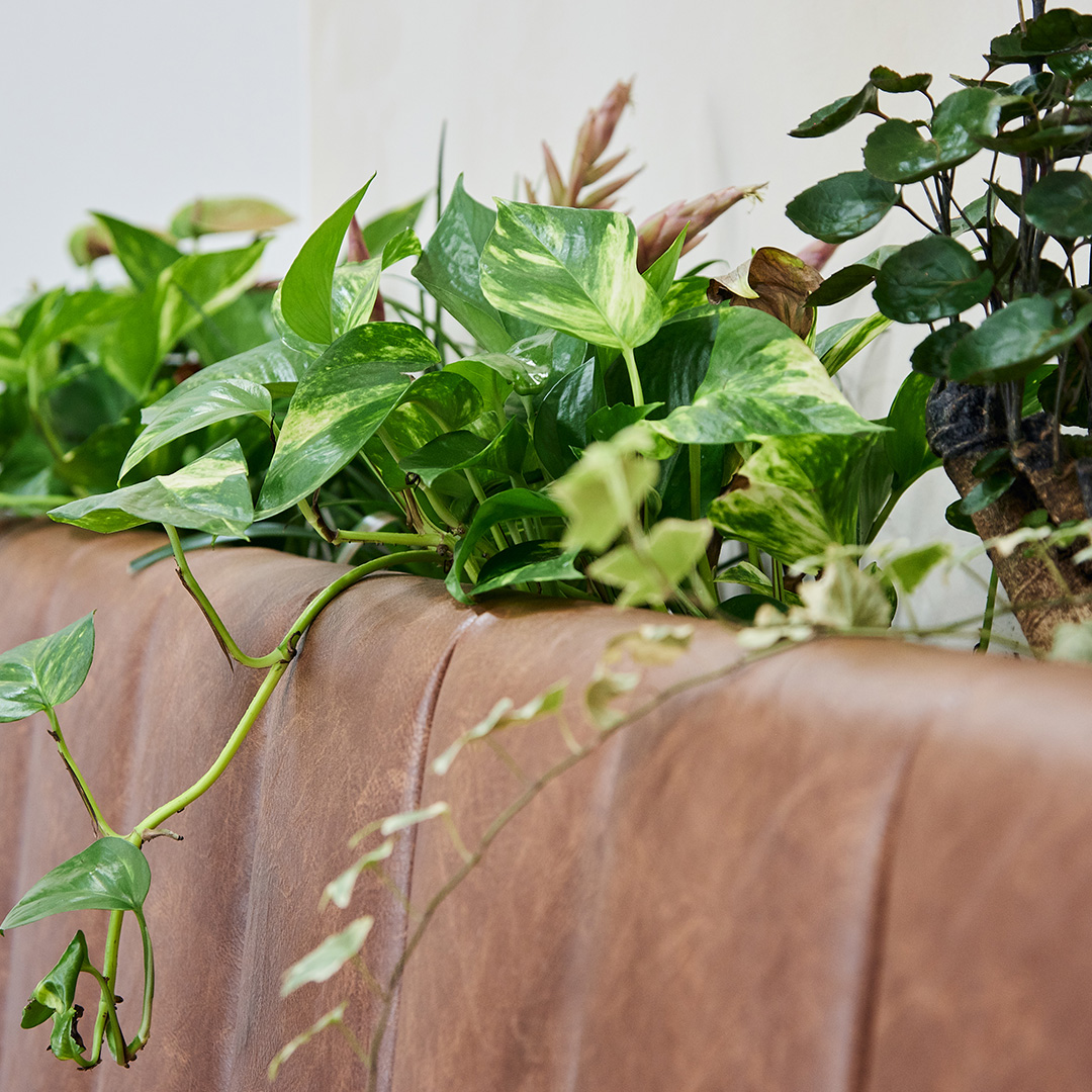 Office planting integrated into leather banquette seating